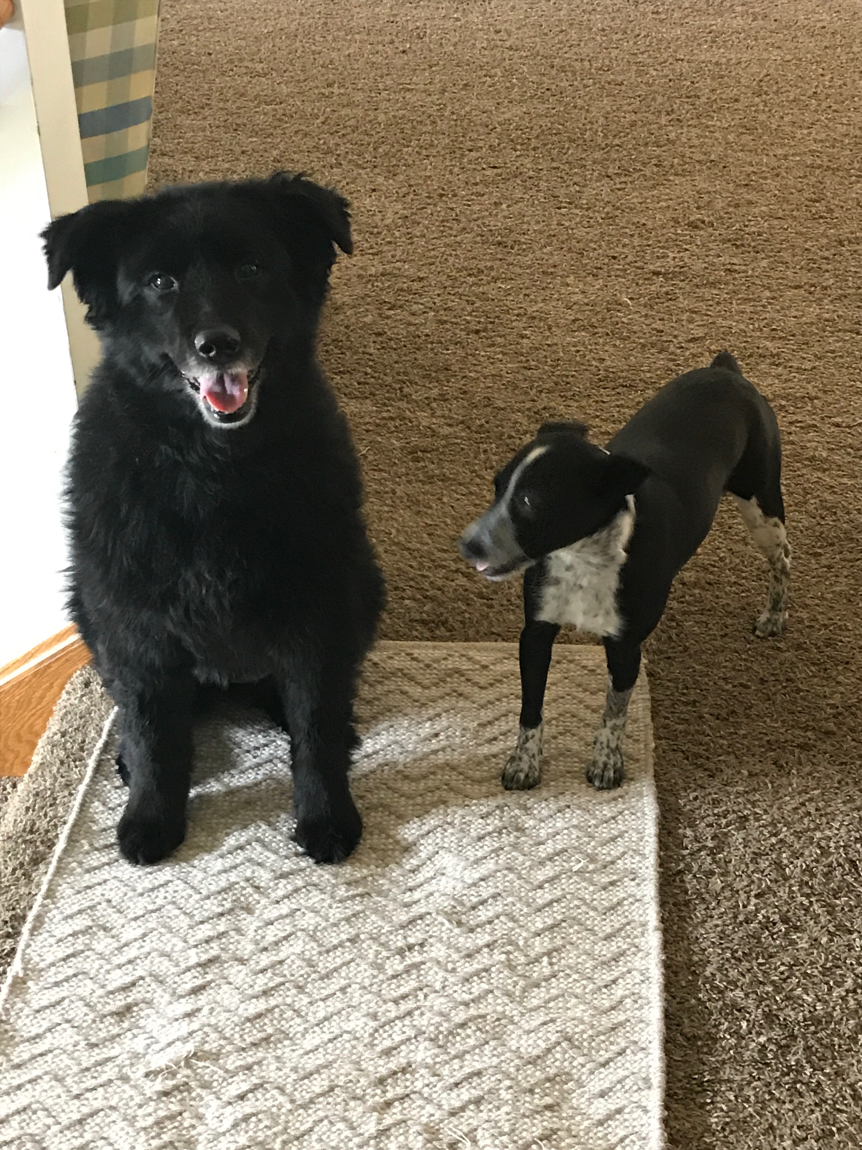 Koda and Bailey almost held still long enough