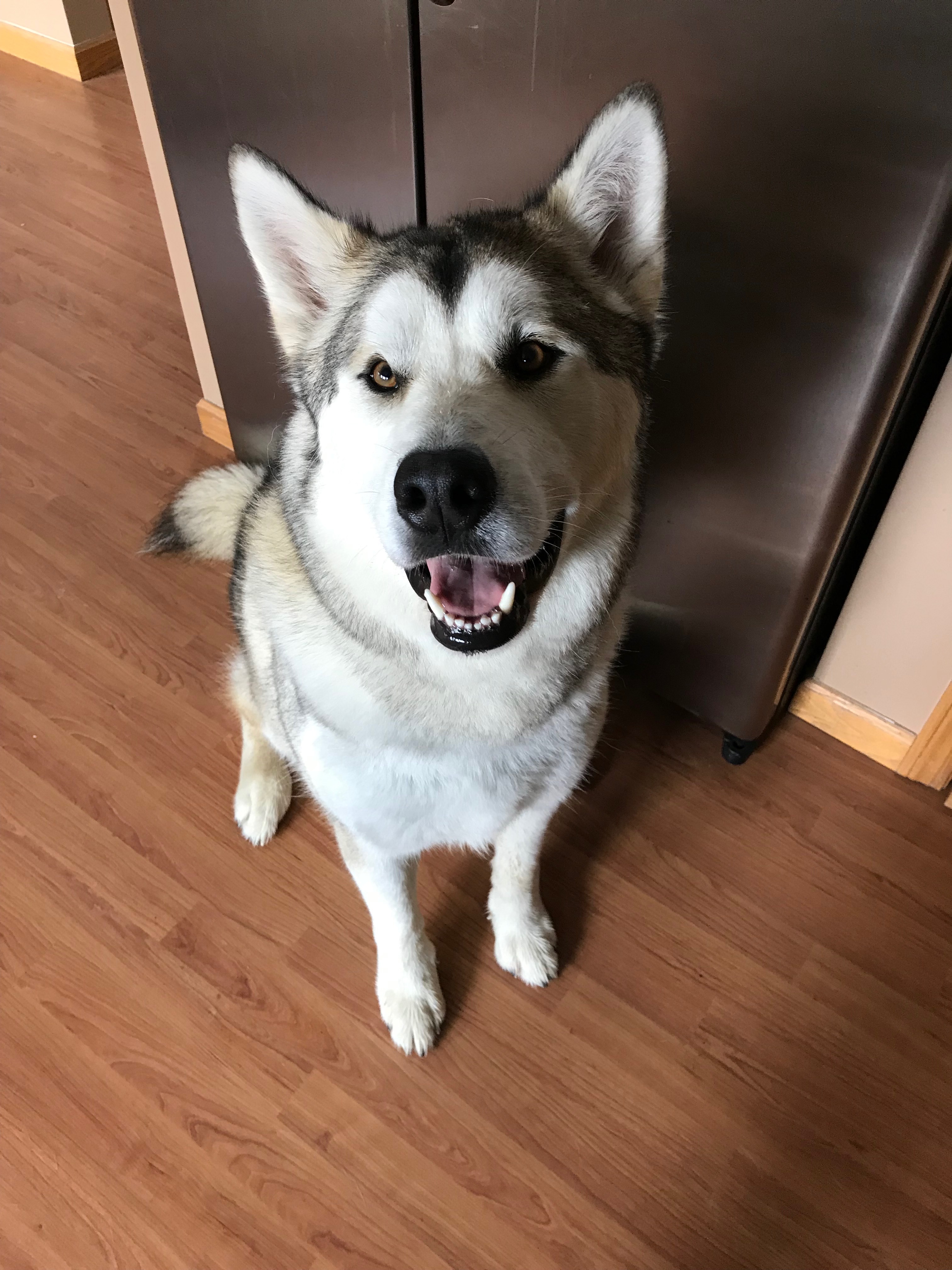 Finn's after-walk face