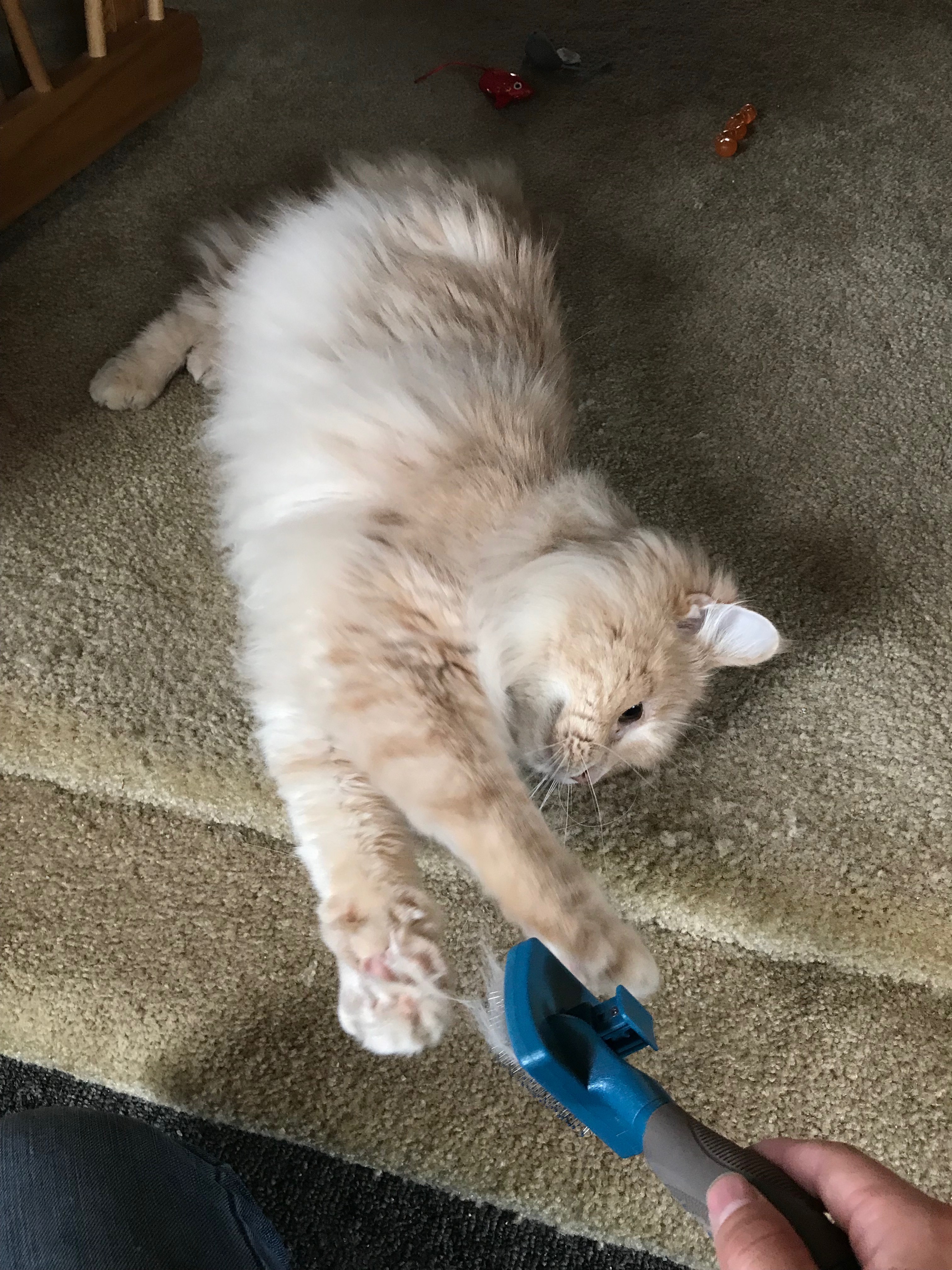 I want you to brush me, but also, Don't!