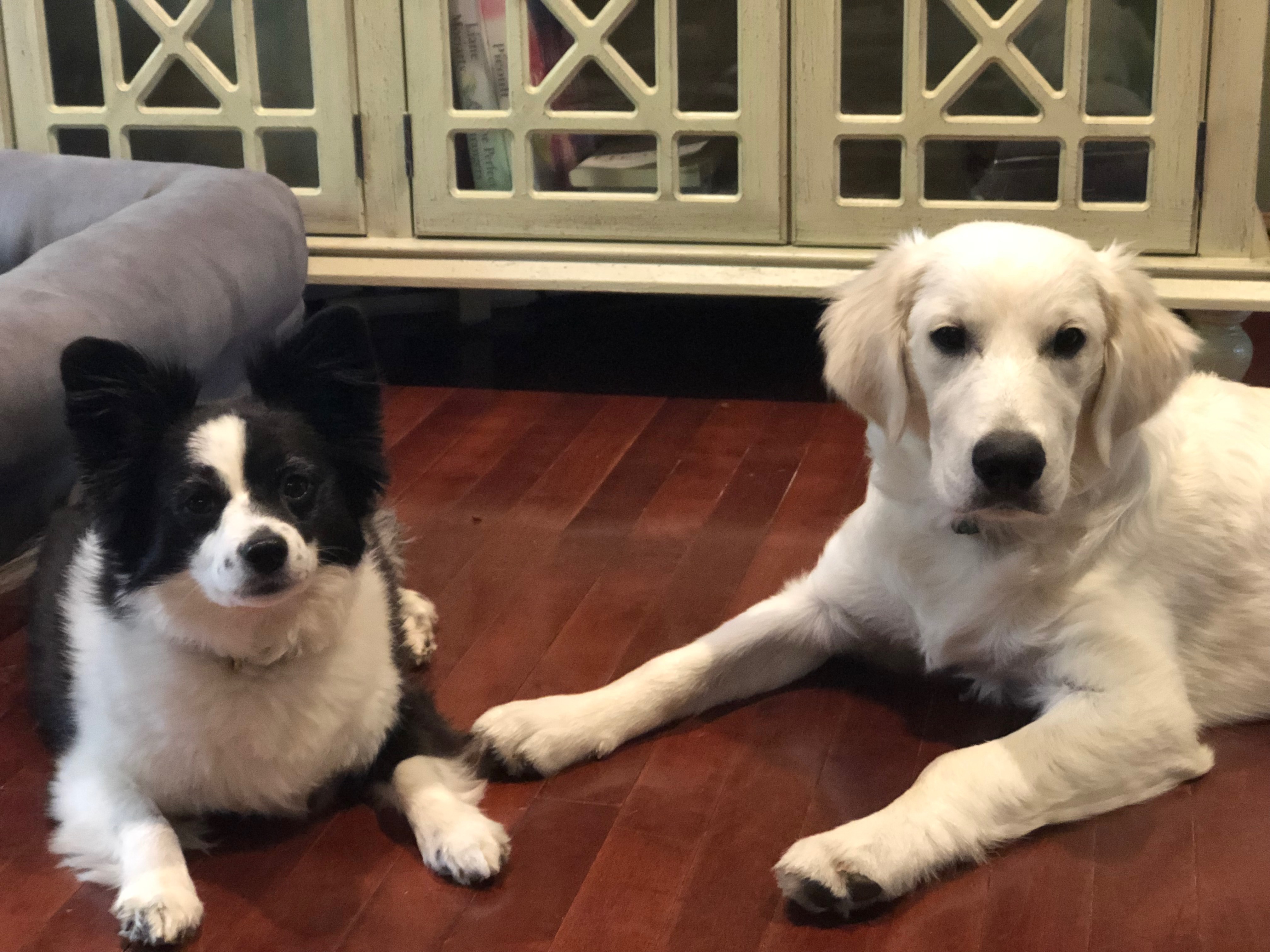 Bailey and Rajah posed so nicely