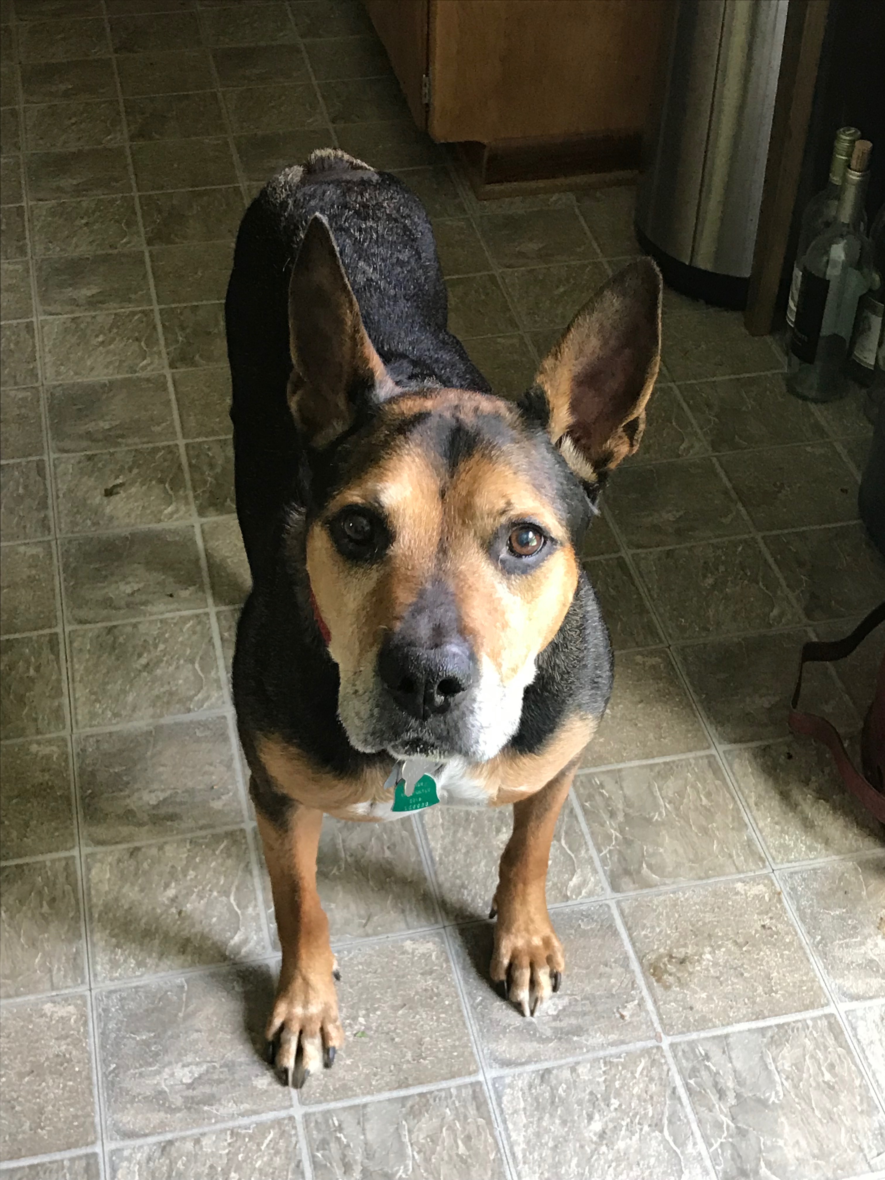 Just give me a cookie and no one gets hurt